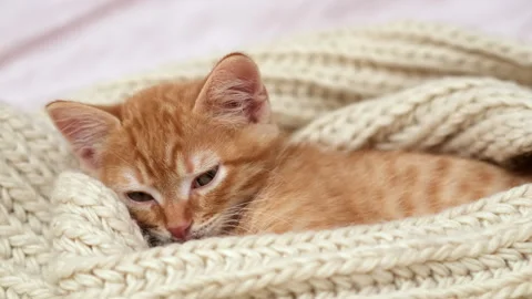 Cute red cat sleeping on bed. Ginger kitten covered with cream colored blanket Stock Footage 278344057