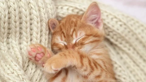 Cute red cat sleeping on cream colored knit scarf close up. Funny cute kitten Stock Footage 271037943