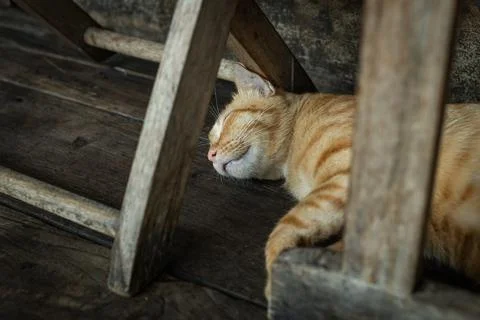 Cute red cat sleeping under the chair in coffee shop Stock Photos