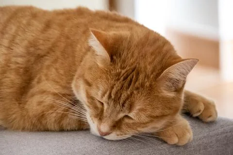 Cute red cat on sofa Foto stock