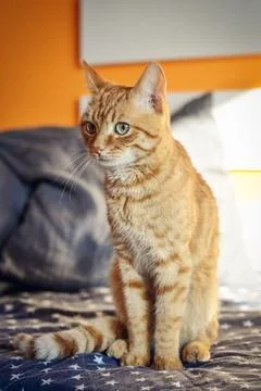 Cute red cat  on sofa Stock Photos