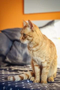 Cute red cat  on sofa Stock Photos