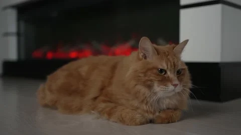 Cute red cat warming up by the fireplace close-up 動画素材 201686540