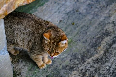 Cute red cat is washing itself with its tongue on open air Stock Photos