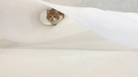 Cute red cat on a white background Stock Footage 117284899