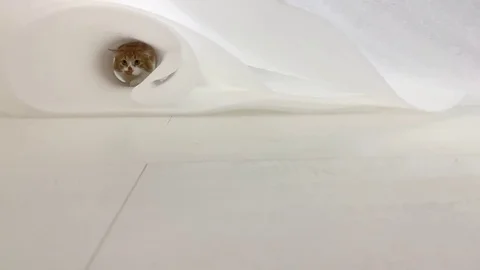 Cute red cat on a white background Stock Footage 117285071