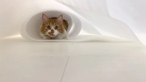 Cute red cat on a white background Stock Footage 117285156