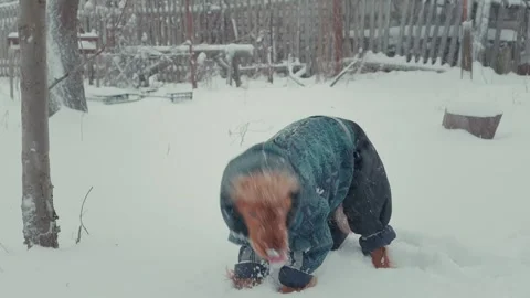Cute red cocker spaniel wearing a warm winter jumpsuit looks up at the falling Vídeos de archivo 329422695