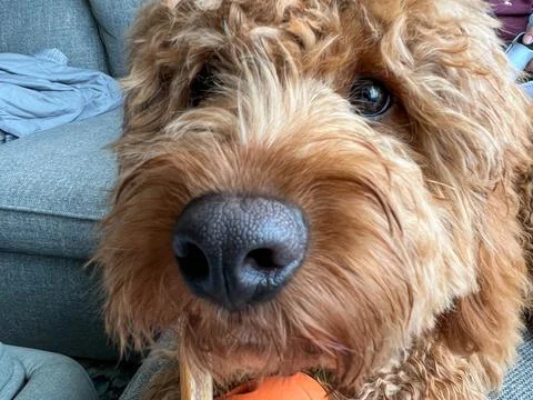 A cute red colored Cavapoo puppy eating a treat. Fotos de archivo