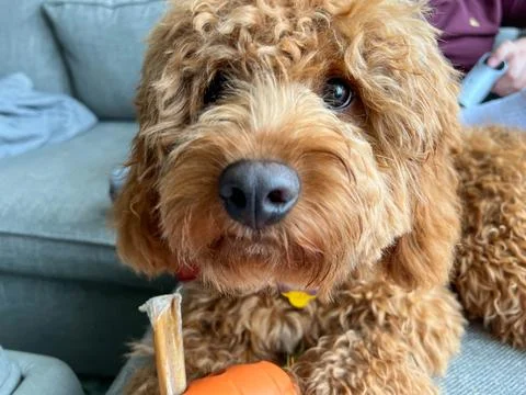 A cute red colored Cavapoo puppy eating a treat. Stock Photos