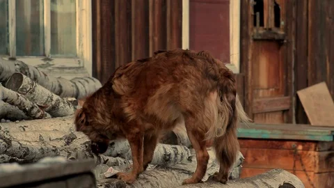 Cute red dog that eats something on birch logs. Dog on a chain in the village. Stock Footage 82628455