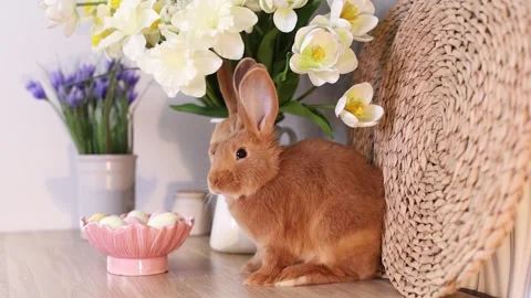 Cute red Easter bunnies in the kitchen with a plate of eggs and flowers Stock Footage 330900223