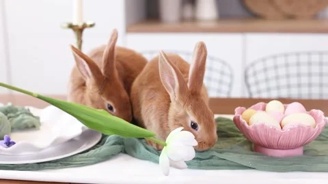 Cute red Easter bunnies in the kitchen with a plate of eggs and flowers Stock Footage 330900224
