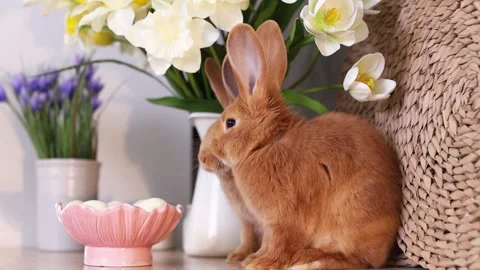 Cute red Easter bunnies in the kitchen with a plate of eggs and flowers Stock Footage 330900225