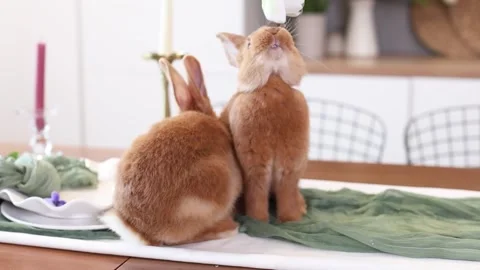 Cute red Easter bunnies in the kitchen with flowers Stock Footage 330900226