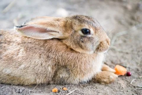 Cute red easter rabbit eating carrot outside 库存照片