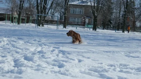 Cute red English Cocker Spaniel plays with his owner on a winter snowy day Stock Footage 302804640