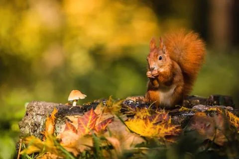 Cute red Eurasian squirrel with fluffy tail sitting on a tree stump Stock Photos