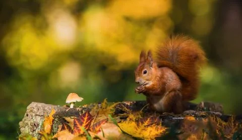 Cute red Eurasian squirrel with fluffy tail sitting on a tree stump Stock Photos