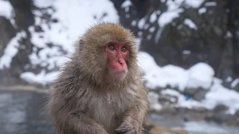 Cute red face monkey with attitude bathing on japanese hot spring Stock Footage 129259297