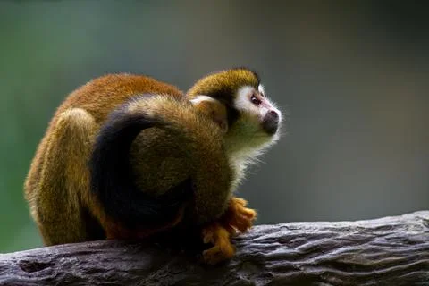 Cute red-faced squirrel monkey relaxing on a tree branch in the rainforest. W Stock Photos