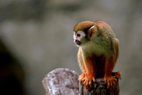 Cute red-faced squirrel monkey relaxing on a tree branch in the rainforest. W Stock-Fotos