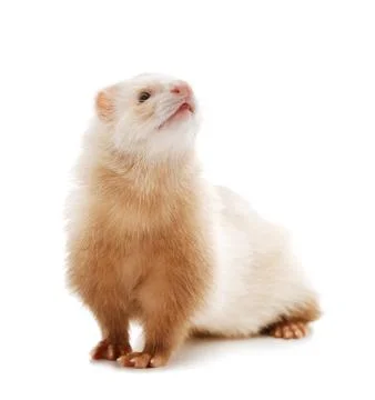 Cute red ferret Foto stock