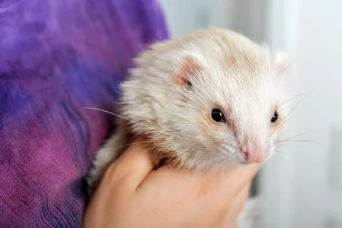 Cute red ferret Stock Photos