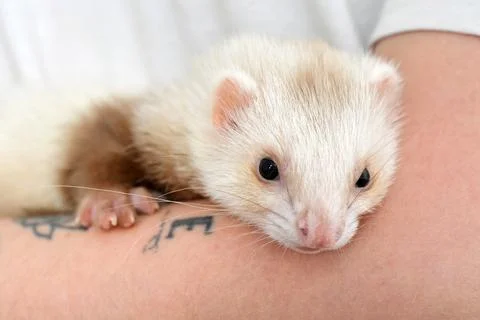 Cute red ferret Stock Photos