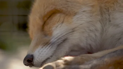 Cute red fox asleep Stock Footage 91399265