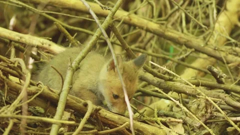 Cute Cub Stock Videos – Royalty-Free HD & 4K Videos | Page 6