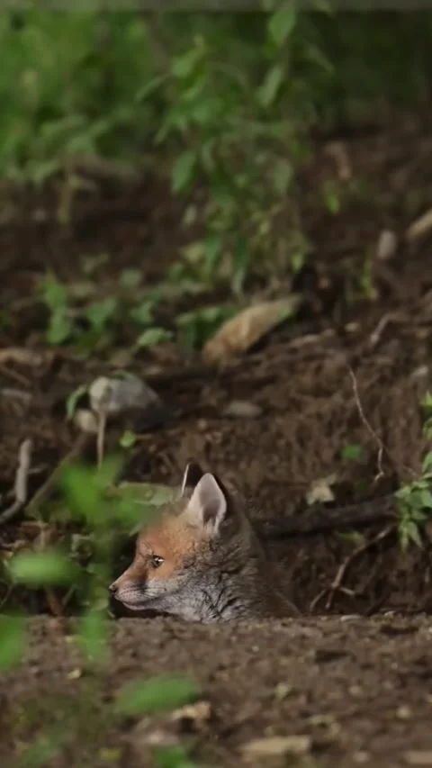 A cute red fox cub peeking out from its den in the forest Stock Footage 335049520