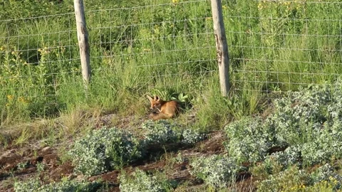 Cute red fox cub resting in grass Stock Footage 133816804