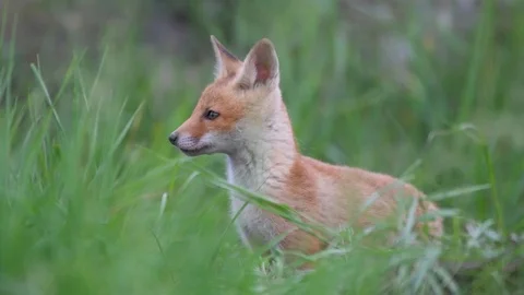 Cute red fox cub stands in the grass and looks at the camera. Vulpes Video stock 108313449