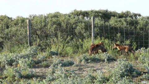 Cute red fox cubs and vixen female mother Video stock 133816795