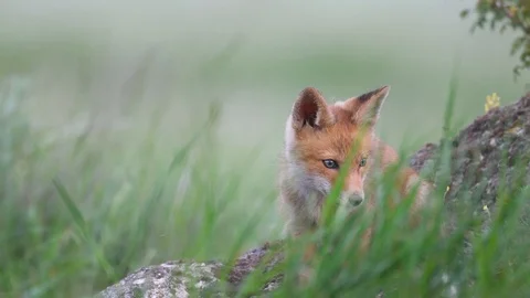 Cute red fox cubs sits in the stone and then leaves the frame. Vulpes Stock-Footage 108313318