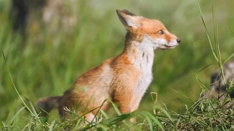 Cute red fox cubs sits in the grass and looks around. Vulpes 스톡 동영상 108313621