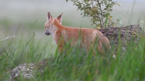 Cute red fox cubs stands on a stone in the grass and looks around. Vulpes Stock-Footage 108313239