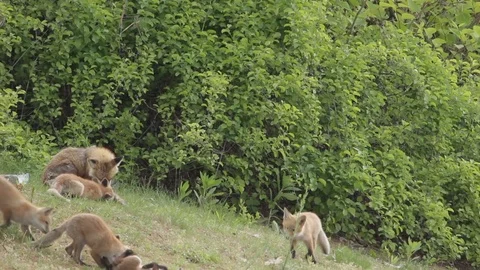 Cute Red Fox kits and mom play in a field 스톡 동영상 98294620