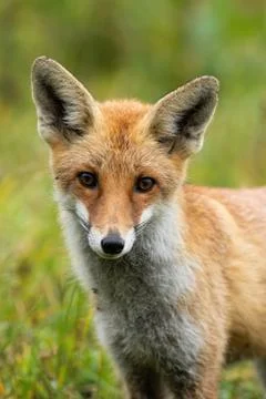Cute red fox looking to camera with big eyes in summer Stock Photos