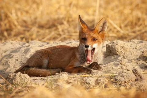 Cute red fox lying down and yawning on sand hill by den entrance in field Stock Photos