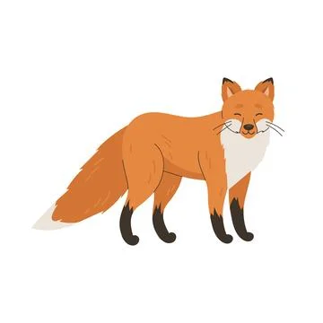 Cute red fox standing isolated on white background vector illustration Stock Illustration