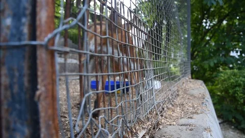 Cute red fox suffering in the cage 스톡 동영상 115032859
