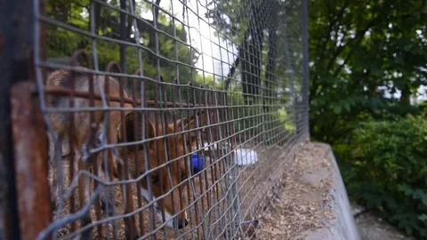 Cute red fox suffering in the cage Stock Footage 115032861