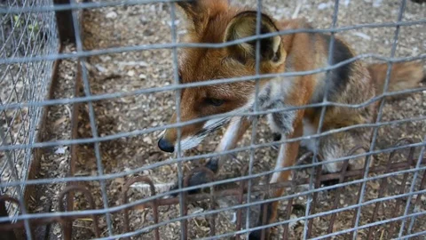 Cute red fox suffering in the cage Stock Footage 115211222