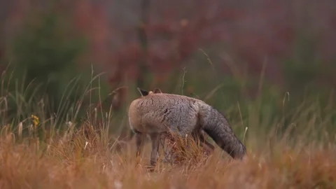 Cute Red Fox, Vulpes vulpes in fall forest. Beautiful animal in habitat. Wildlif Stock Footage 291635594