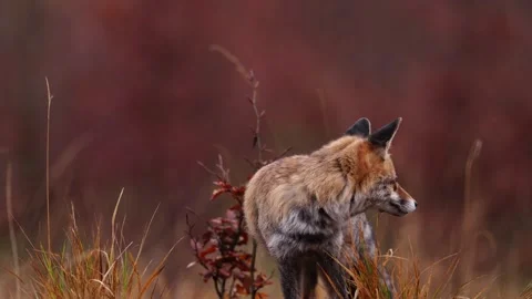 Cute Red Fox, Vulpes vulpes in fall forest. Beautiful animal in habitat. Wildlif Stock Footage 291635751