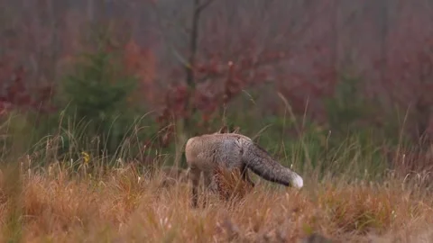 Cute Red Fox, Vulpes vulpes in fall forest. Beautiful animal in habitat. Wildlif Stock Footage 291637506