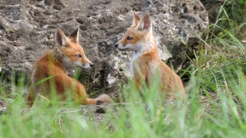 Cute red foxes cub sitting near his burrow, Vulpes Stock-Footage 108593252