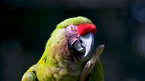 A cute Red-fronted macaw biting a branch while looking at camera Video stock 122084592